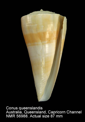 Conus queenslandis (3).jpg - Conus queenslandisMotta,1984